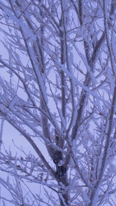 树枝雾凇雪花冰挂特写视频