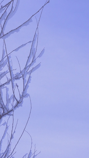 树枝雾凇雪花冰挂特写21秒视频
