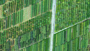 4K多角度高空俯拍航拍整齐的茶田种植园茶树合集36秒视频