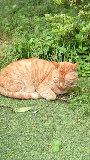 橘猫草丛打盹11秒视频