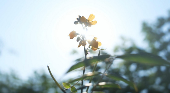 逆光下虚实变化唯美的花朵视频