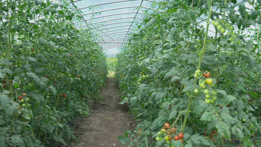 4K农业种植大棚西红柿温室培育实拍视频视频