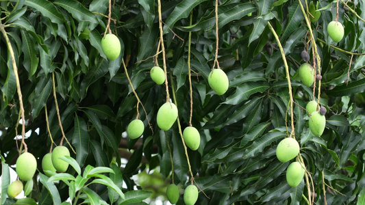 实拍结满果实的芒果树视频