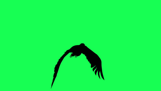 绿屏上隔离的3d飞鹰滑翔和拍击动画短片视频