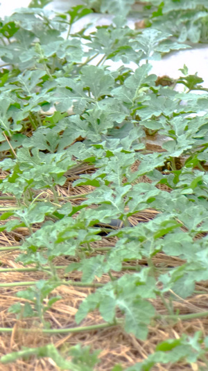 在农田里劳作撒农作肥料的全境实拍素材撒天然肥49秒视频