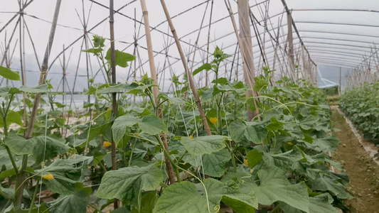 大棚种植蔬菜黄瓜视频