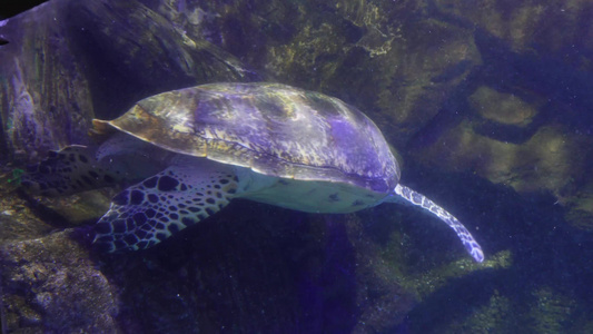 海洋馆大海龟海洋生物视频