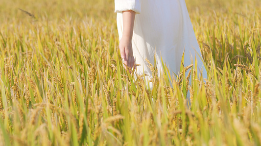 美女走在稻田间抚摸金黄色的稻穗视频