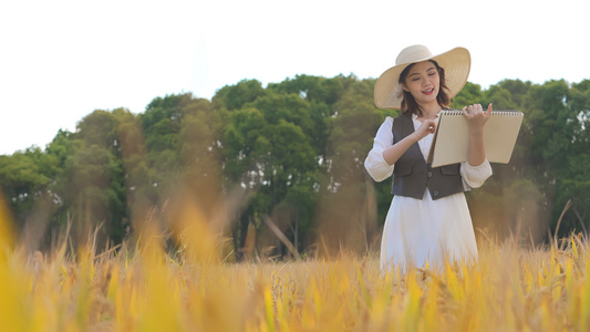 美女在金黄色稻田里写生画画视频