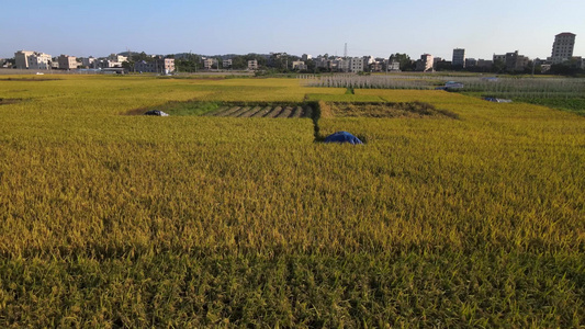 稻田航拍视频