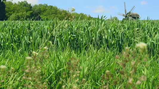 绿树附近的夏日田地风车历史视频