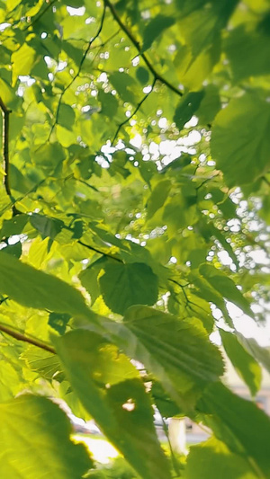 夏日阳光透过树叶洒下拍照的人13秒视频