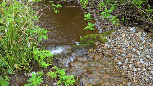 靠近热带雨林溪边的植物太平洋海岸奥林匹克国家公园美国视频