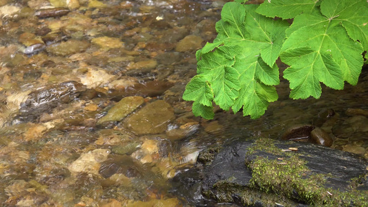 雨林中的小溪小瀑布太平洋海岸奥林匹克国家公园美国华盛顿视频
