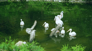 白在湖中游泳鸟类野生动物一群水禽鸟在中游24秒视频