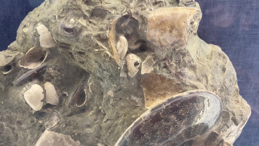 海洋生物鹦鹉螺化石视频