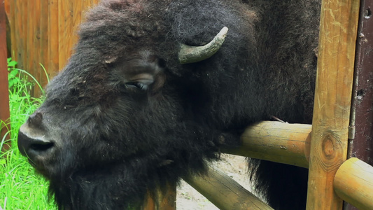 大棕色哺乳动物野牛在栅栏后面的动物园里有角野兽视频