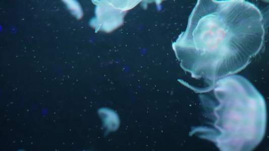 海月水母星月水母海蜇视频