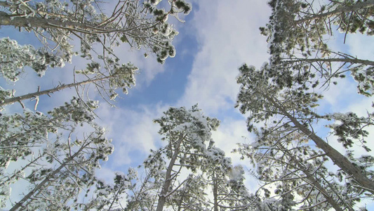 蓝色天空中低角度云在松树上视频