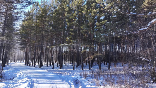 樟子松树林在夕阳照耀下白雪林中小路视频