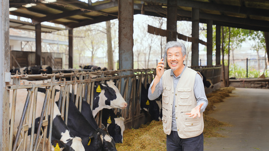 奶牛养殖场主开心讲电话视频