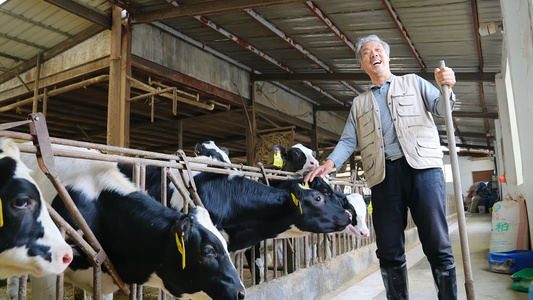 奶牛养殖场主开心大笑视频