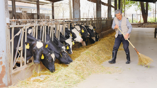 【企业】奶牛养殖场主清扫打理视频