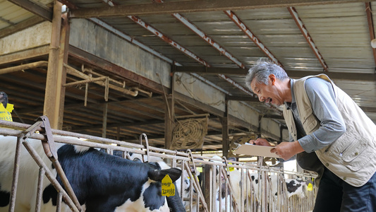 奶牛养殖场饲养员做记录视频