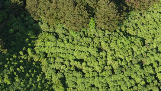俯拍绿色森林植物 视频