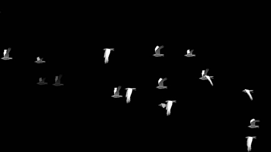 透明通道飞舞的白鸽视频素材视频