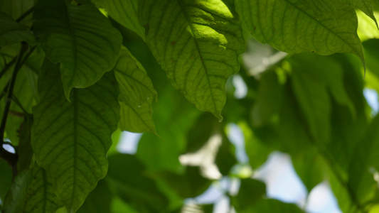 含羞草热带雨林植物园绿色叶子视频