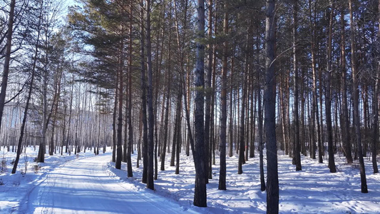 樟子松树林在夕阳照耀下白雪林中小路视频