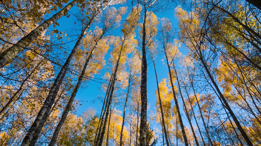 黄色叶子秋天和蓝色天空视频
