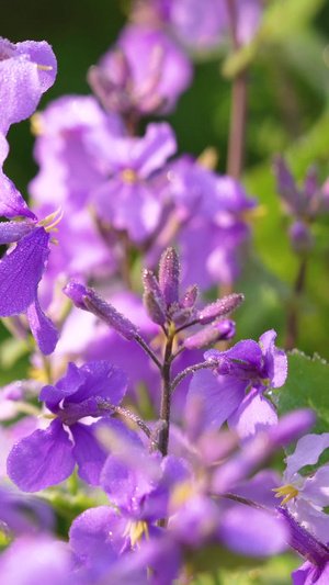 春天花季紫色牵牛花素材春天素材57秒视频