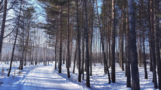 樟子松树林在夕阳照耀下白雪林中小路视频