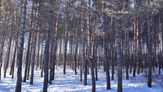 樟子松树林在夕阳照耀下白雪林中小路视频