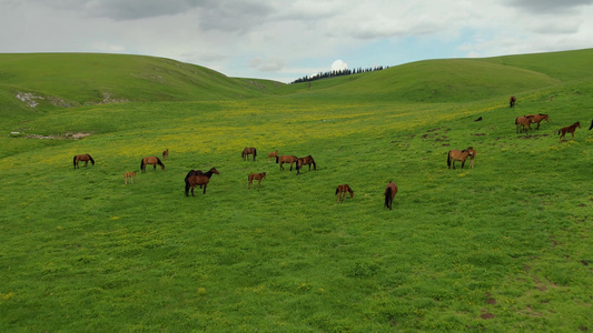 5A喀拉峻草原上散落的马群航拍视频视频