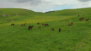 5A喀拉峻草原上散落的马群航拍视频55秒视频