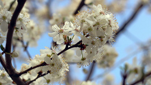 春花鲜开在树枝上关闭蓝天11秒视频