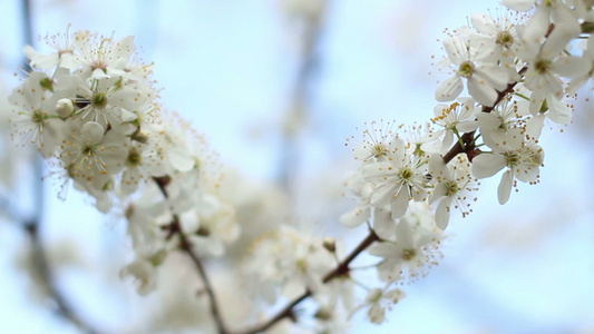 春天有花的树枝盛开的樱桃树的两根树枝视频