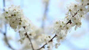 春天有花的树枝盛开的樱桃树的两根树枝20秒视频