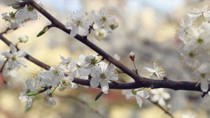 樱花和树上的枝在全景下紧贴着花朵18秒视频