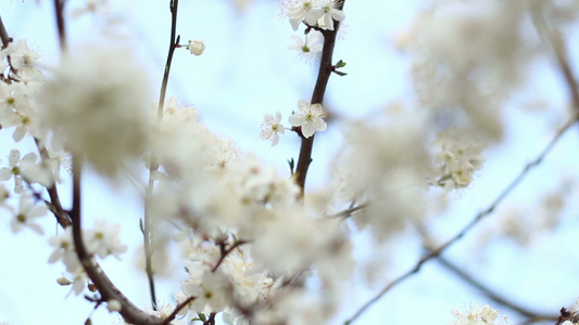 树上的春花在天空背景的树上樱桃枝的白花视频