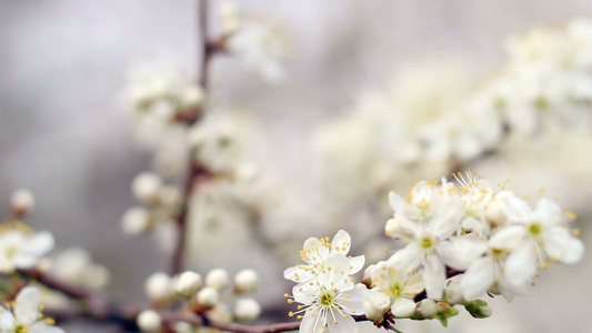 春背景明亮阳光下樱花树视频