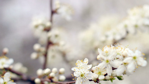 春背景明亮阳光下樱花树11秒视频