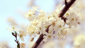 樱桃树开花缝合阳光明亮的樱桃花17秒视频