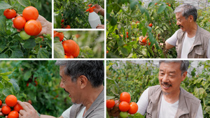 农民检查大棚西红柿合集41秒视频