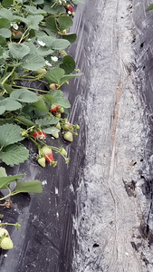 草莓种植基地无土栽培视频