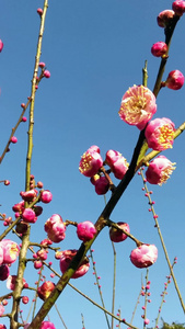 实拍梅花盛开春暖花开视频