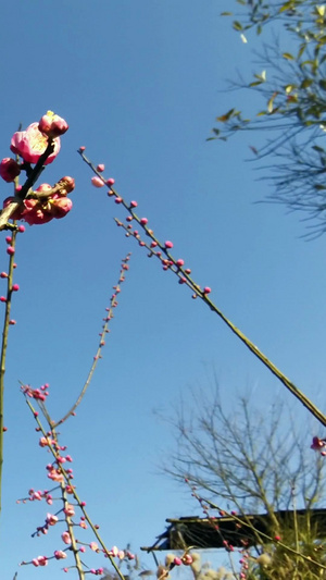 实拍梅花盛开春天风景16秒视频